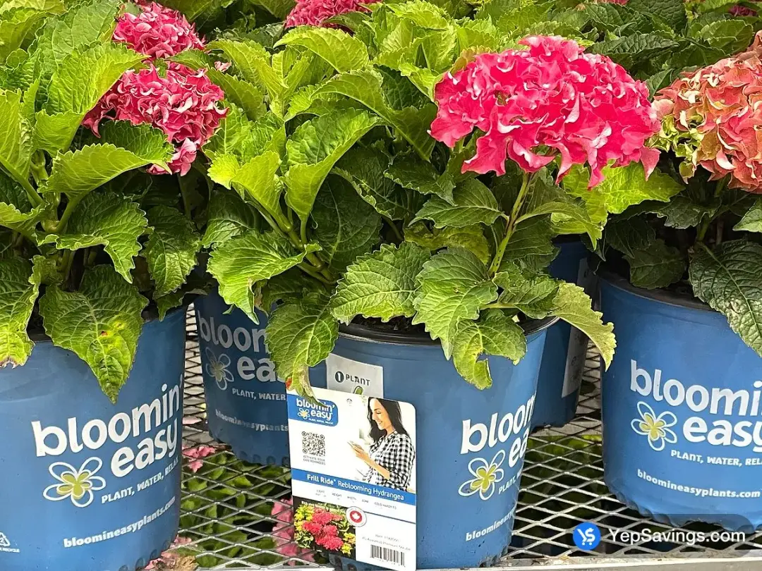 SUMMER HYDRANGEA 2 GALLON - Costco Canada (ITM 1182050)