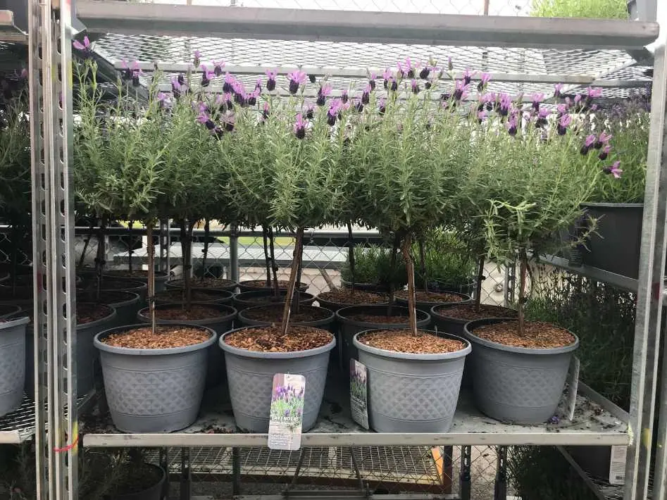 LAVENDER STANDARD - Costco Canada (ITM 1254643)