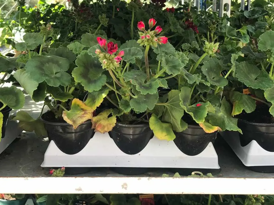 4.5 " ZONAL GERANIUMS 6 PACK - Costco Canada (ITM 1315109)