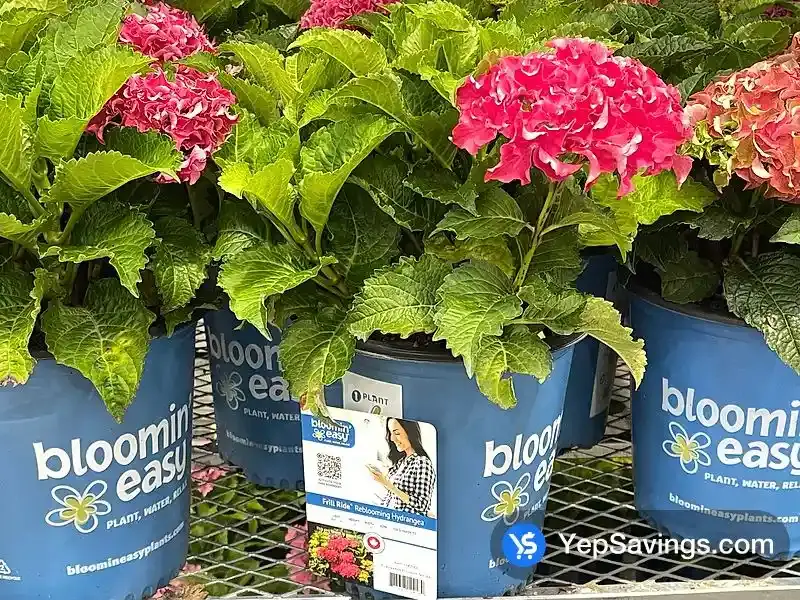Costco SUMMER HYDRANGEA 2 GALLON