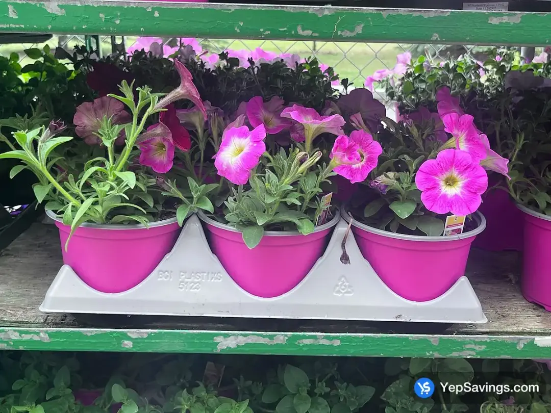 ASSORTED PETUNIAS 3 PACK DO NOT MIX AND MATCH - Costco Canada (ITM 1202902)