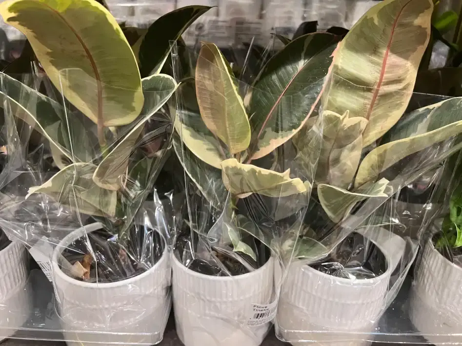 TROPICAL PLANT 15.24 cm (6 in.) POT - Costco Canada (ITM 1296330)
