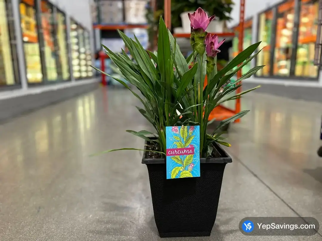 CURCUMA CARARA SIAM TULIP - Costco Canada (ITM 1184061)