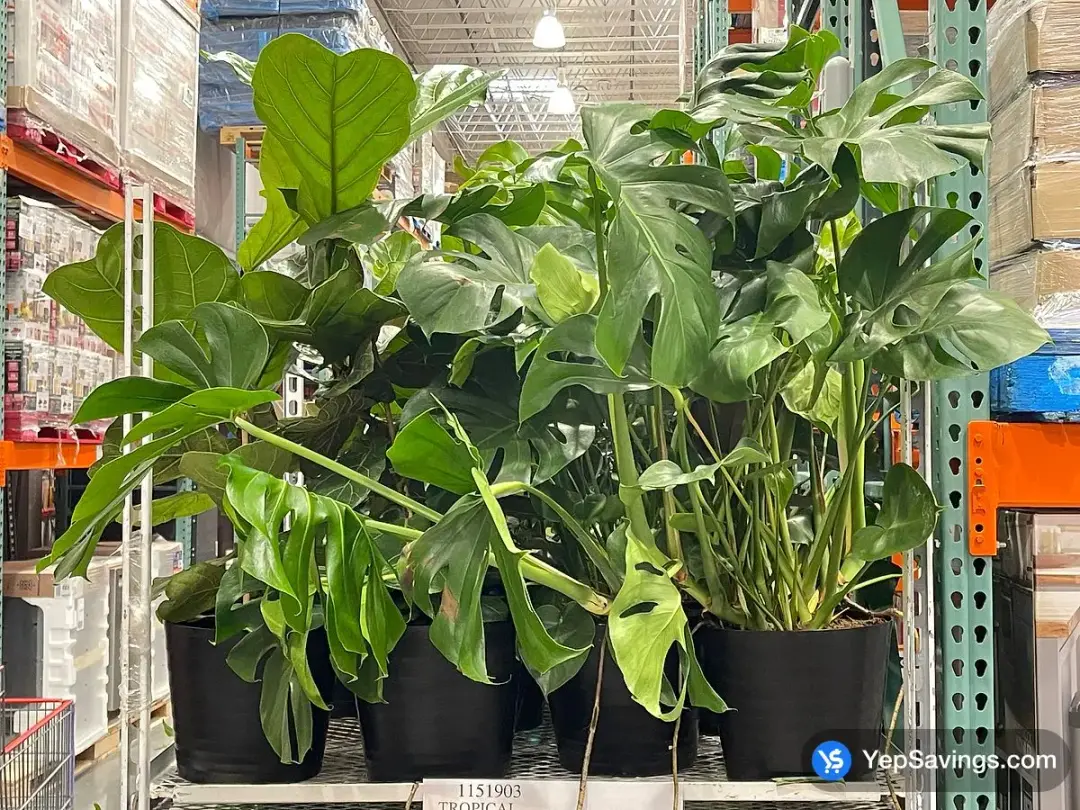 TROPICAL 11" POT - Costco Canada (ITM 1151903)