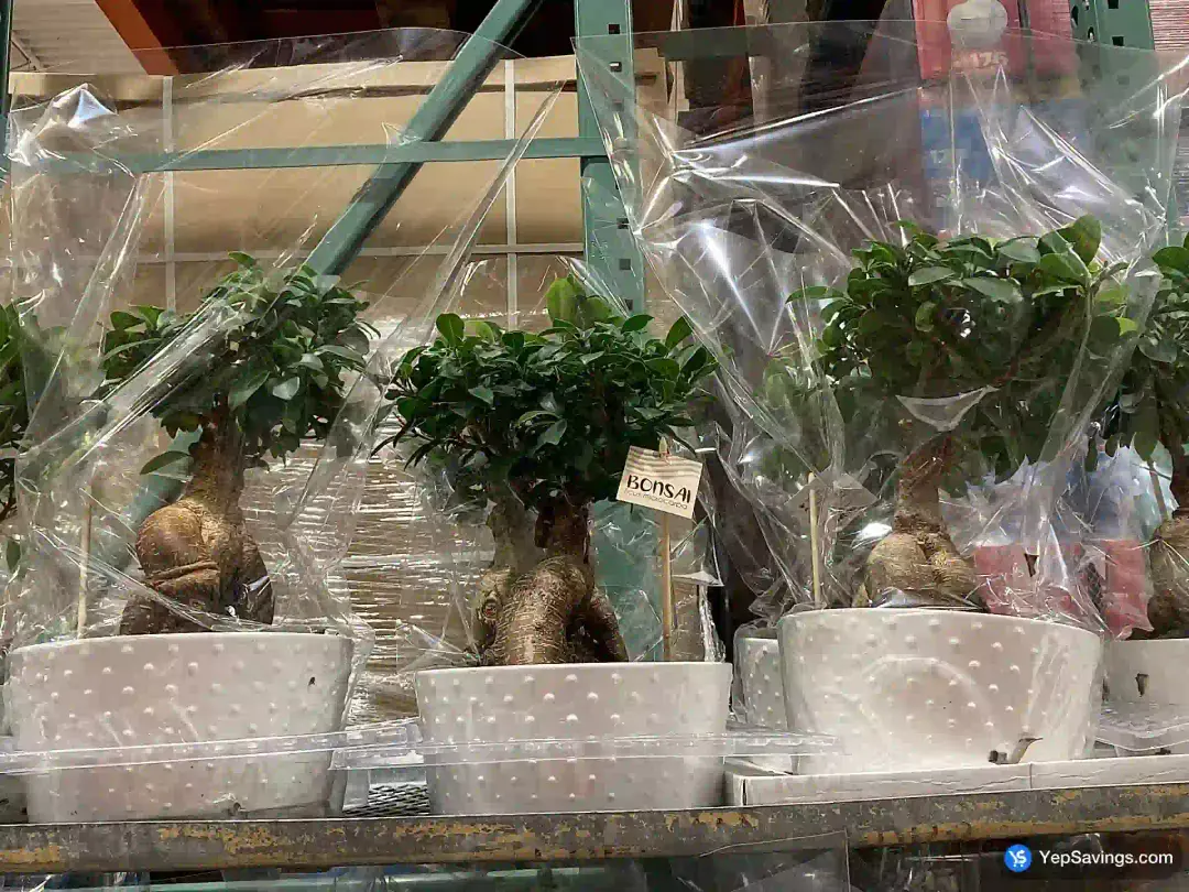 BONSAI 20.32 cm (8 in.) POT - Costco Canada (ITM 1199872)