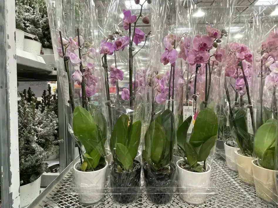 DOUBLE STEM PHALAENOPSIS ORCHID - Costco Canada (ITM 1148167)