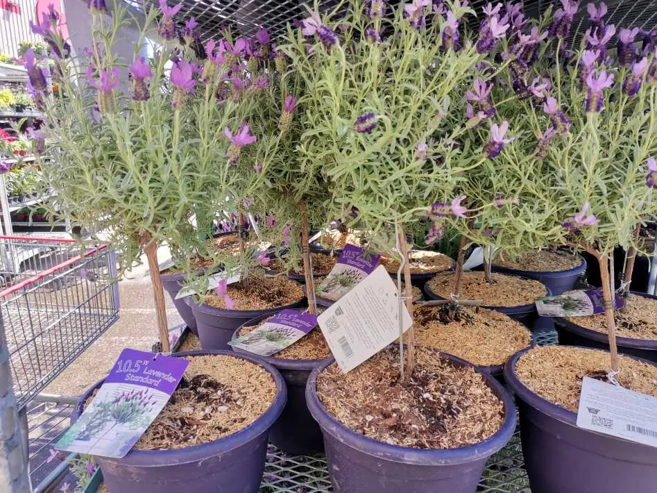 LAVENDER STANDARD - Costco Canada (ITM 1288623)