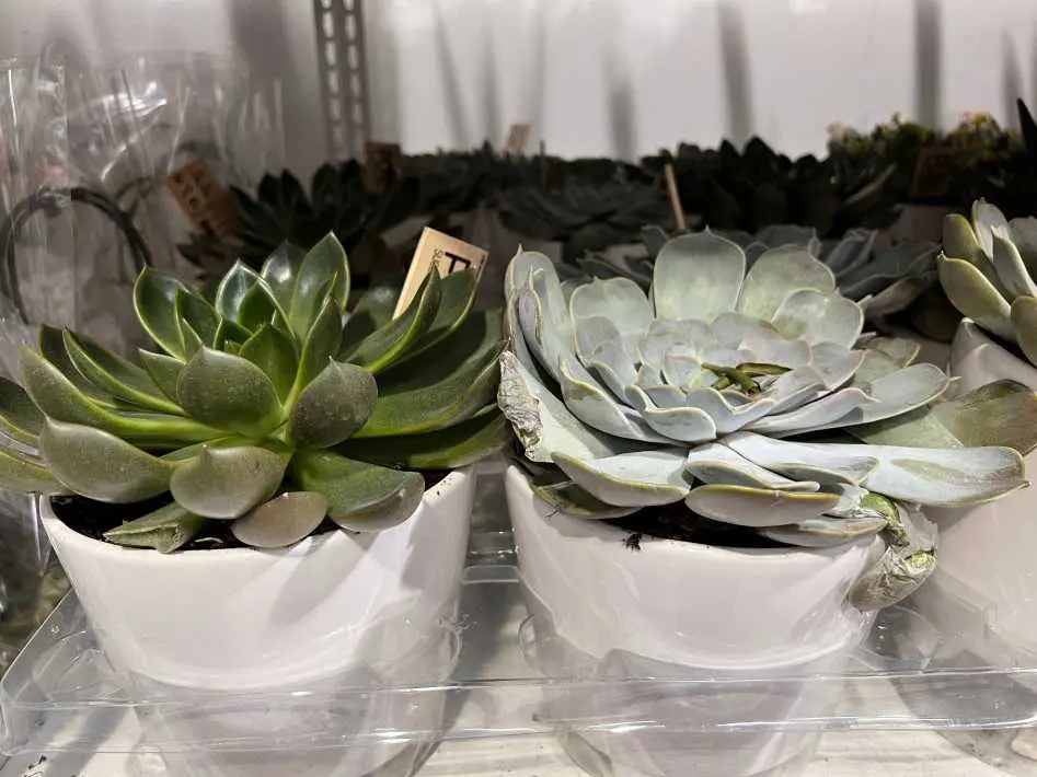 SUCCULENT PLANT 16.5 cm (6.5 in.) POT - Costco Canada (ITM 1213347)
