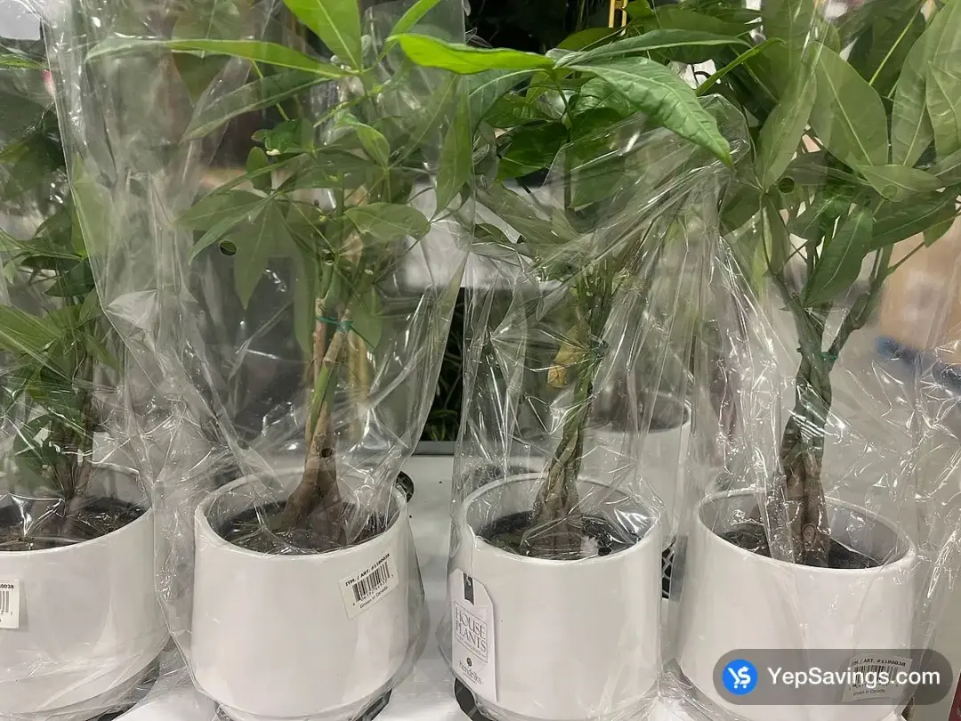 MONEY TREE 15.24 cm ( 6 in . ) POT - Costco Canada (ITM 1180038)