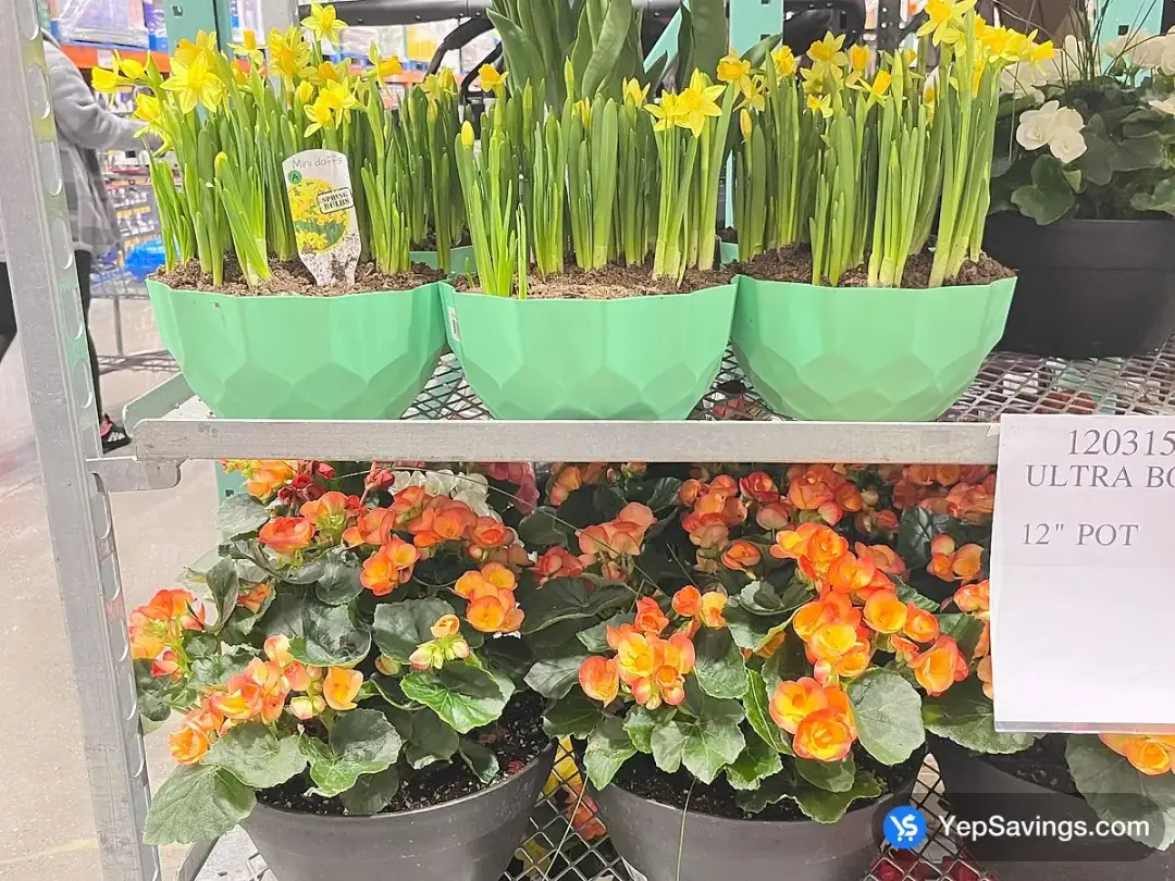 ULTRA BOWL PLANTER 12" POT - Costco Canada (ITM 120315)