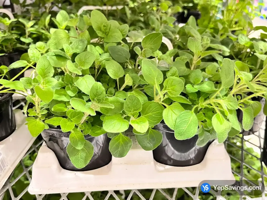 HERBS 4 x 4.7" POT - Costco Canada (ITM 1279669)