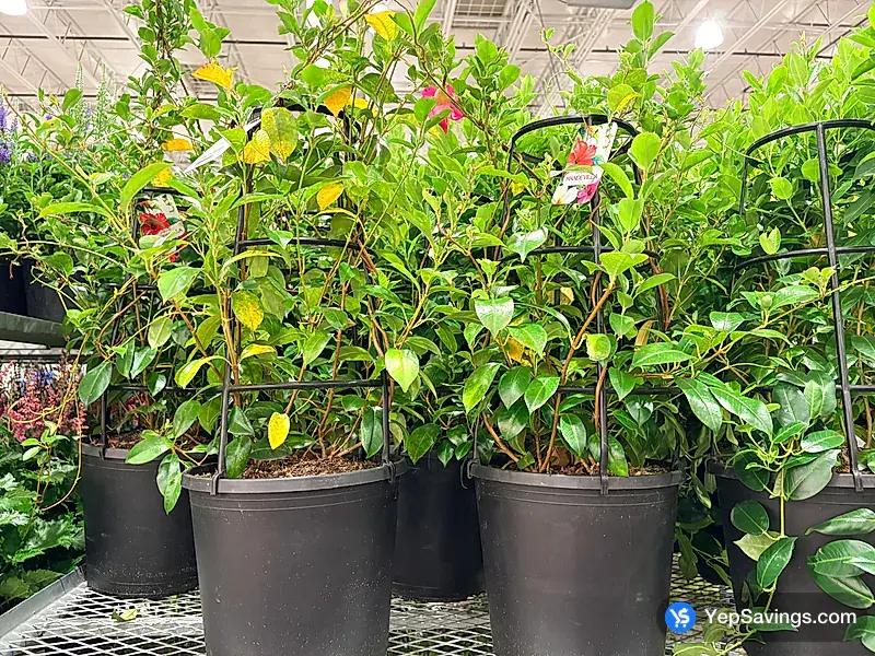 Costco 3G MANDEVILLA
