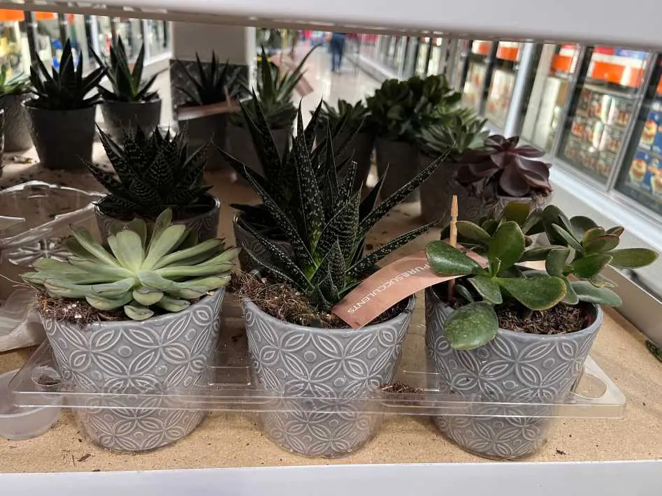 SUCCULENT PLANT PACK OF 3 12.7 cm(5 in.) POT - Costco Canada (ITM 1198552)