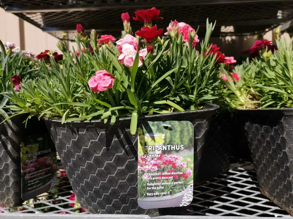 TRI-ANTHUS - Costco Canada (ITM 1032087)