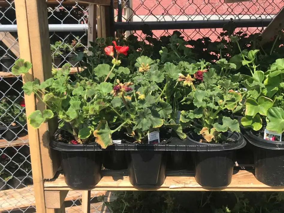 4 " ZONAL GERANIUMS PACK DO NOT MIX AND MATCH - Costco Canada (ITM 124259)