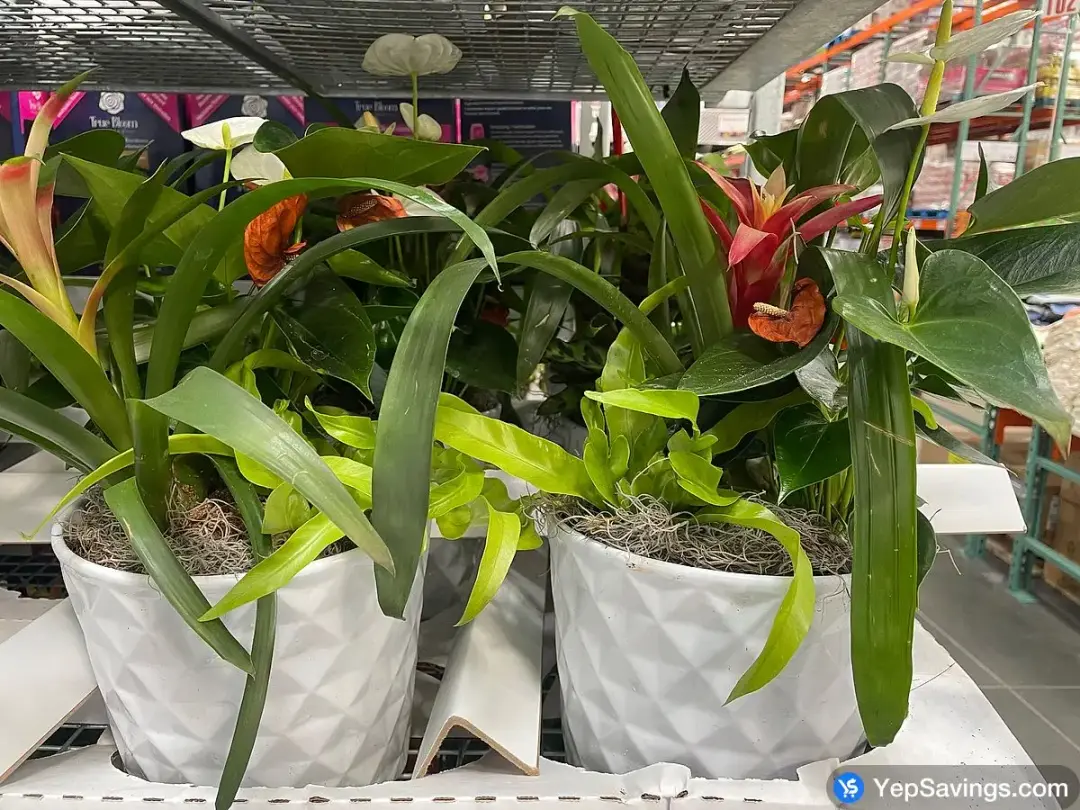 BROMELIAD PLANTER 8 " CERAMIC POT - Costco Canada (ITM 1815441)