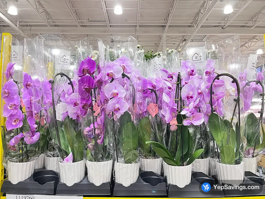 WATERFALL ORCHID 12.7 CM (5 in.) POT - Costco Canada (ITM 1119760)