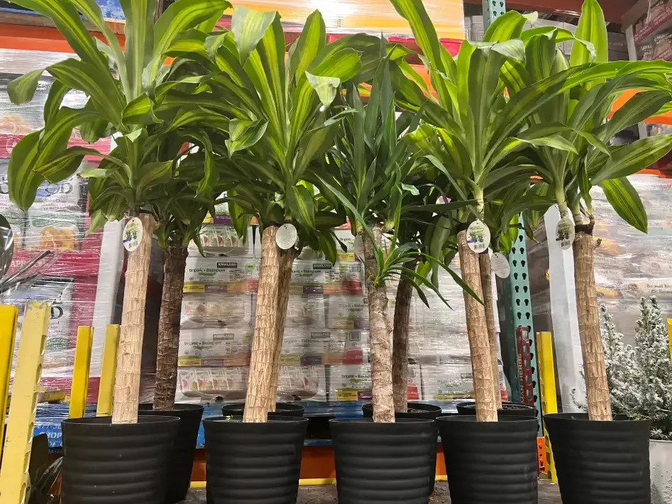 TROPICAL PLANT 21 cm (8.7 in.) POT - Costco Canada (ITM 1243792)