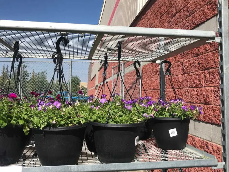 10 " ASSORTED SOLID HANGING BASKET - Costco Canada (ITM 103962)