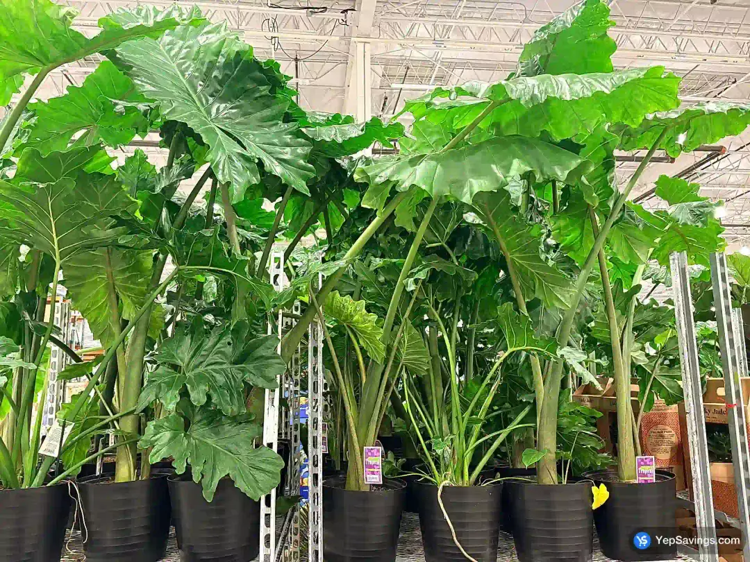 TROPICAL 11" POT - Costco Canada (ITM 1151903)
