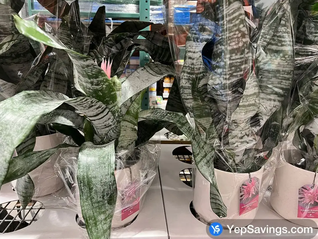 ALOE VERA PLANT 15.24 cm ( 6 in . ) POT - Costco Canada (ITM 1381879)