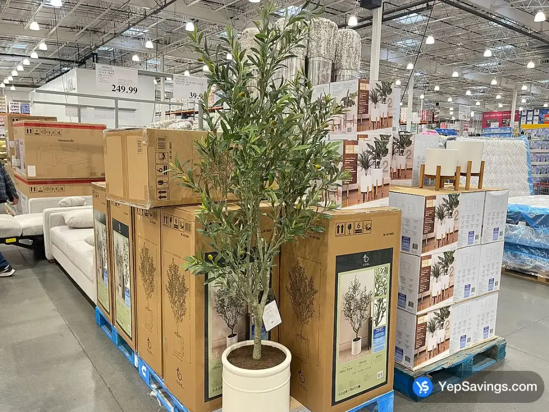 CG HUNTER OLIVE TREE 2M ( 6.5 FT ) - Costco Canada (ITM 1695672)
