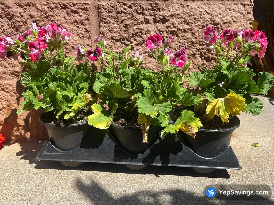 6 " MARTHA / GERANIUM 3PK DO NOT MIX AND MATCH - Costco Canada (ITM 1210404)