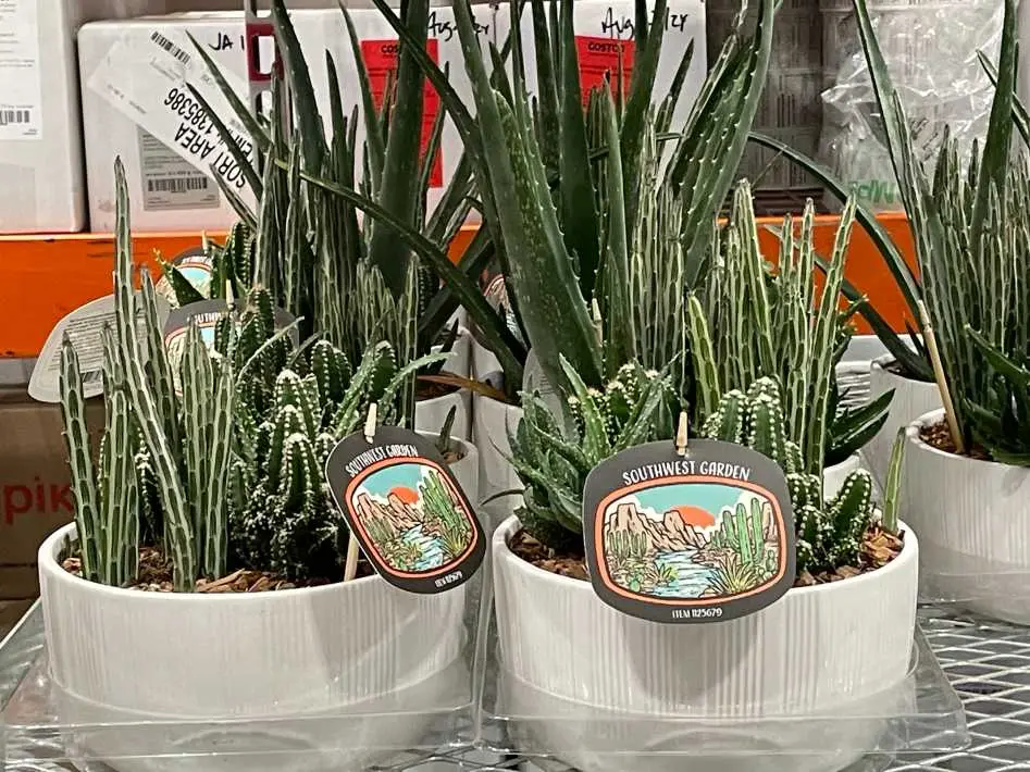 8 " SOUTHWEST GARDEN - Costco Canada (ITM 1125679)