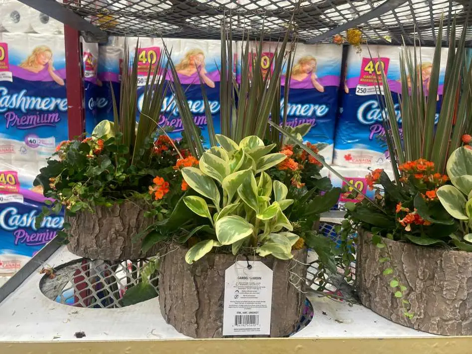 AUTUMN PLANTER - Costco Canada (ITM 1003027)