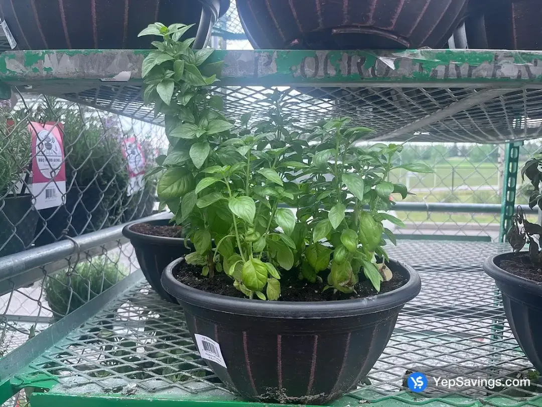 DECK BASIL - Costco Canada (ITM 1027754)